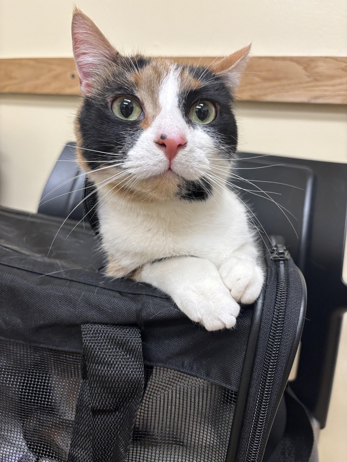 cat lying on a bag