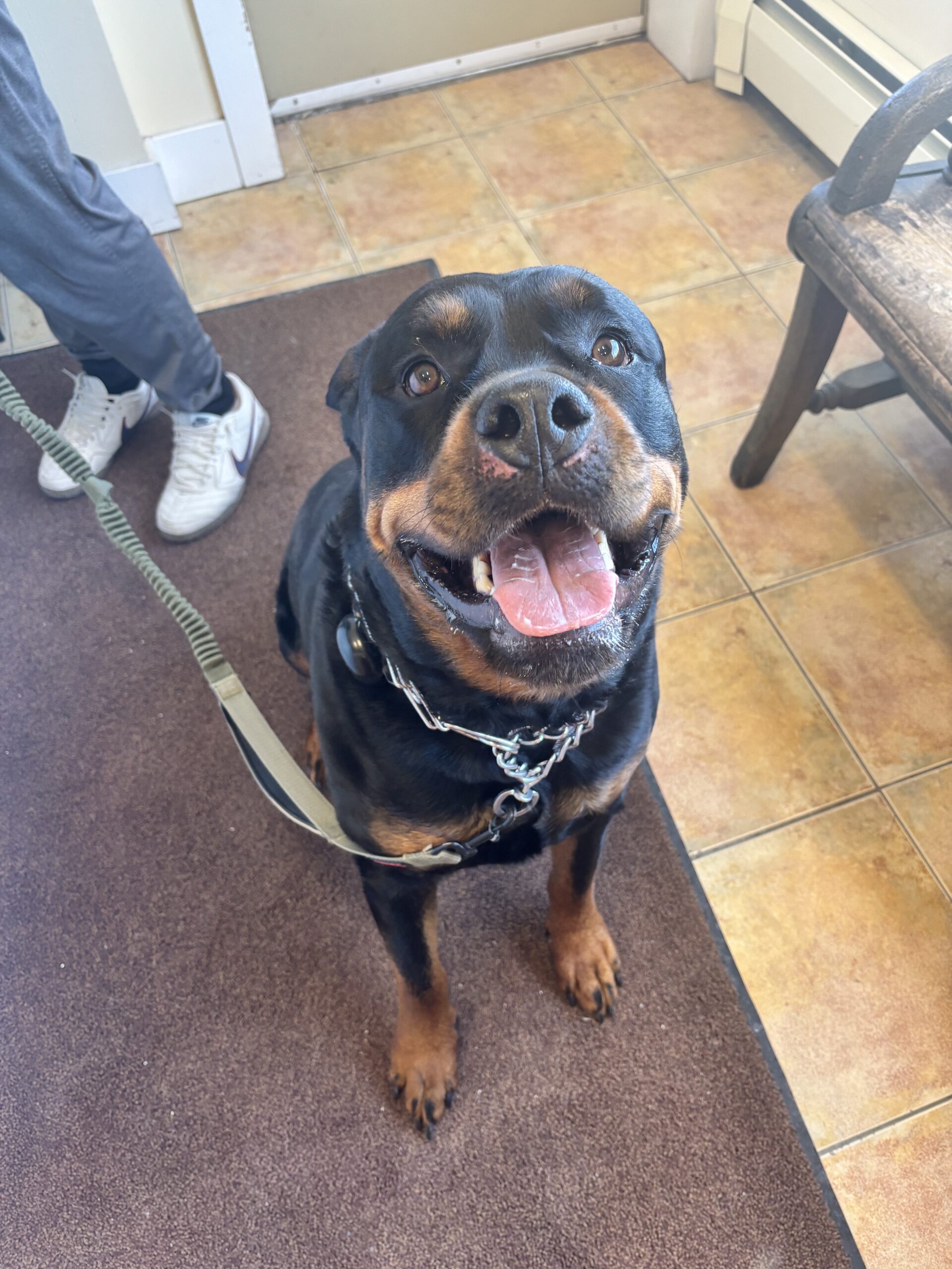 Happy smiling dog