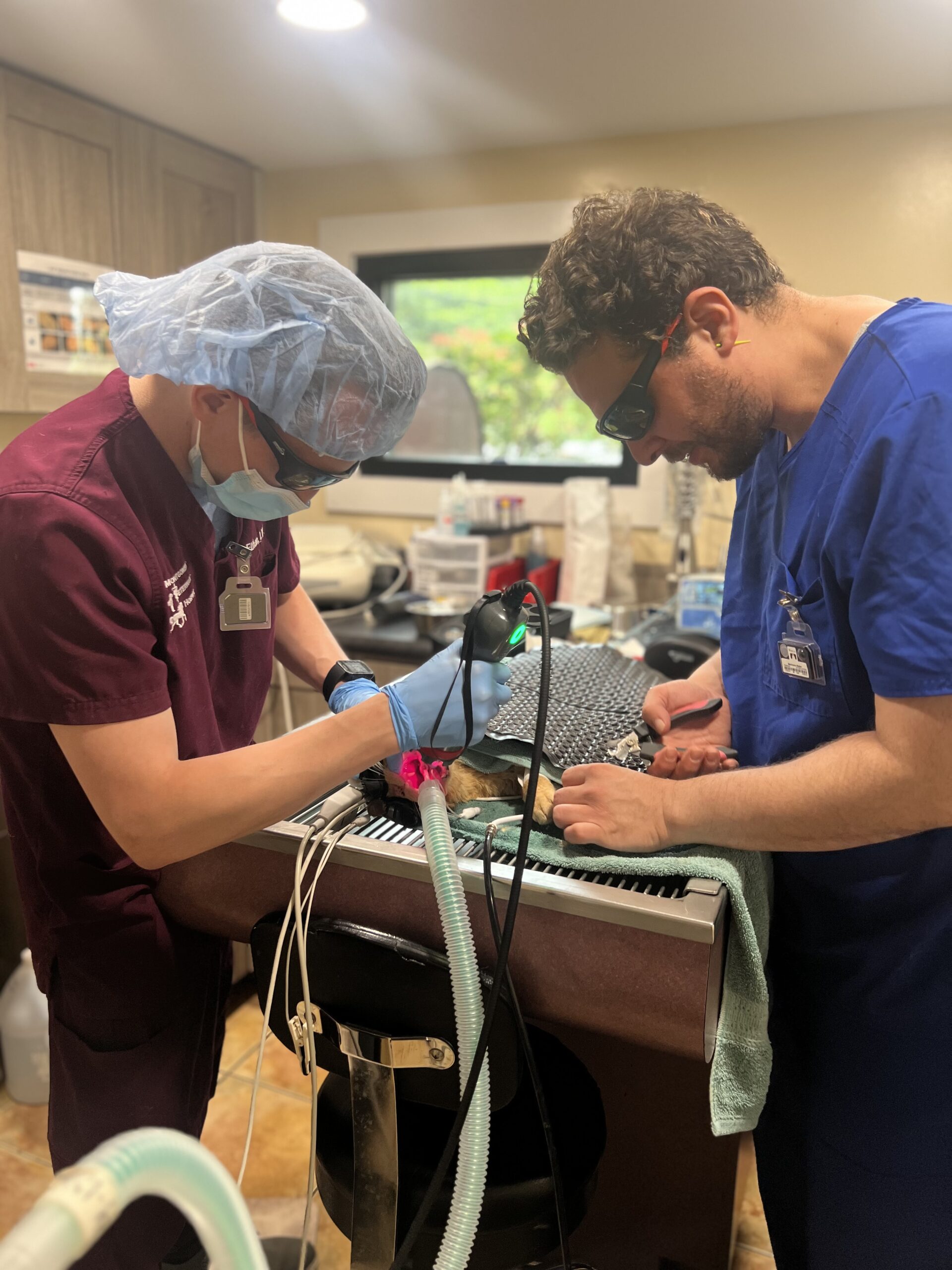 veterinarians performing surgical amputation