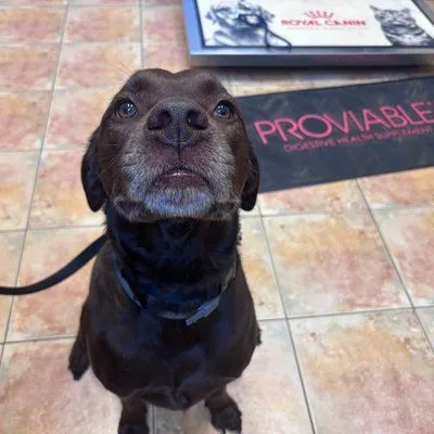 Dog visiting Montgomery Veterinary Hospital lobby