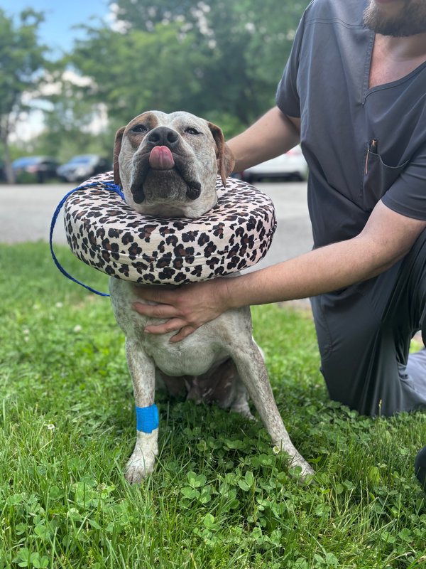 Dog recovering after surgery at Montgomery Veterinary Hospital
