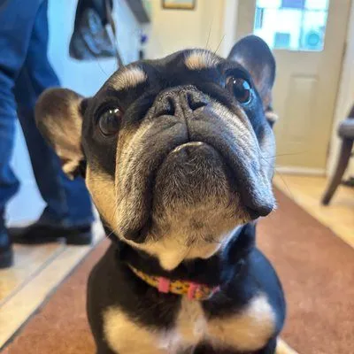 French Bulldog patient at Montgomery Veterinary Hospital