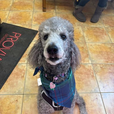 Poodle patient at Montgomery Veterinary Hospital