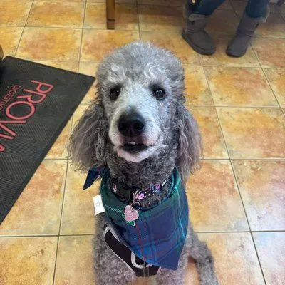 Poodle patient at Montgomery Veterinary Hospital