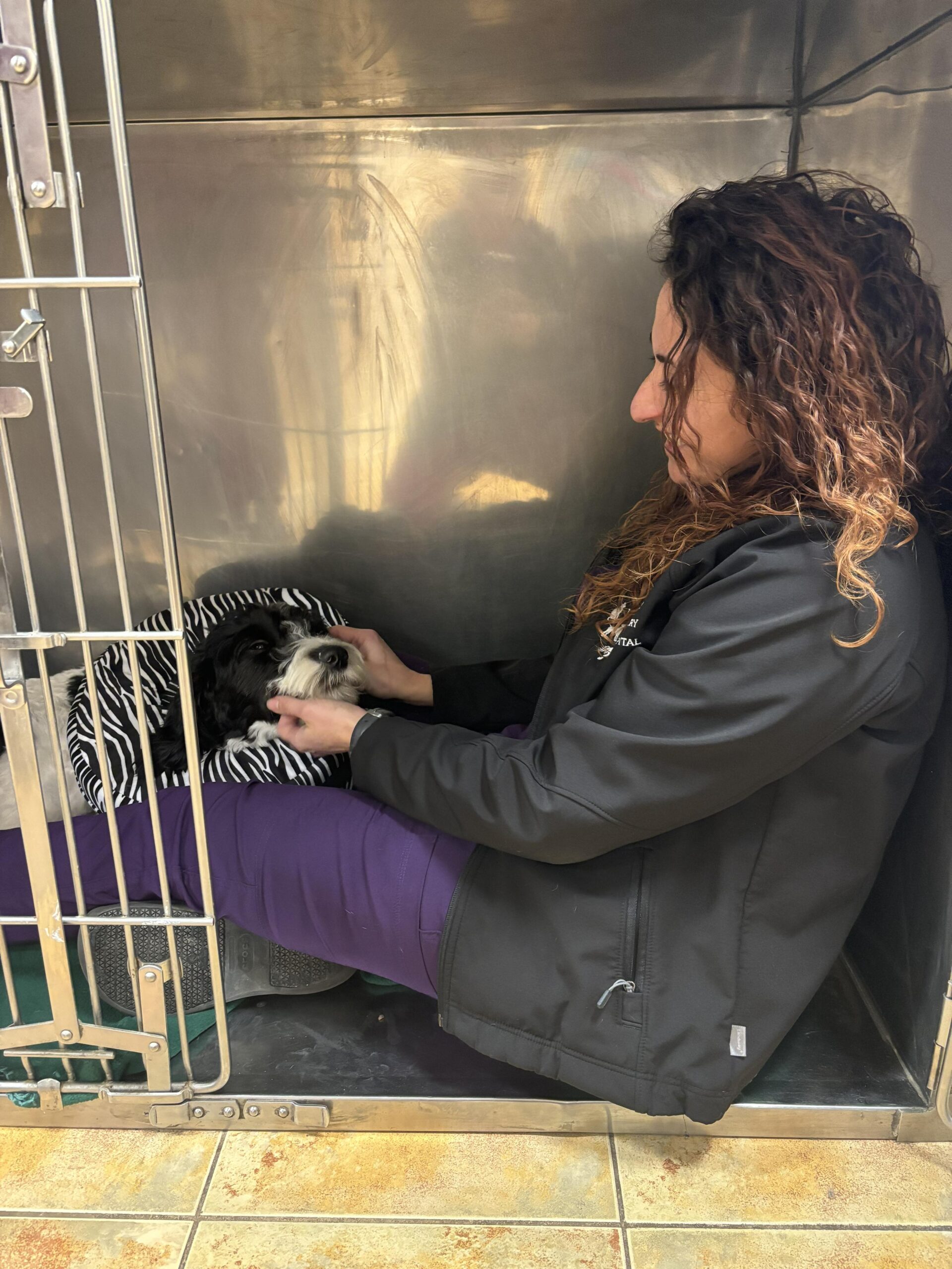 veterinarian helping with post surgical recovery