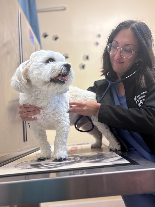 Veterinary team member examining dog during wellness checkup at Montgomery Veterinary Hospital