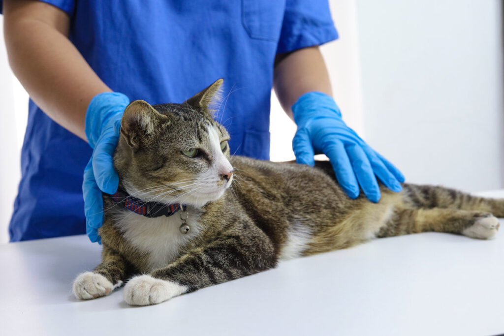 Cat on examination table of veterinarian clinic. Veterinary care. Vet doctor and cat.
