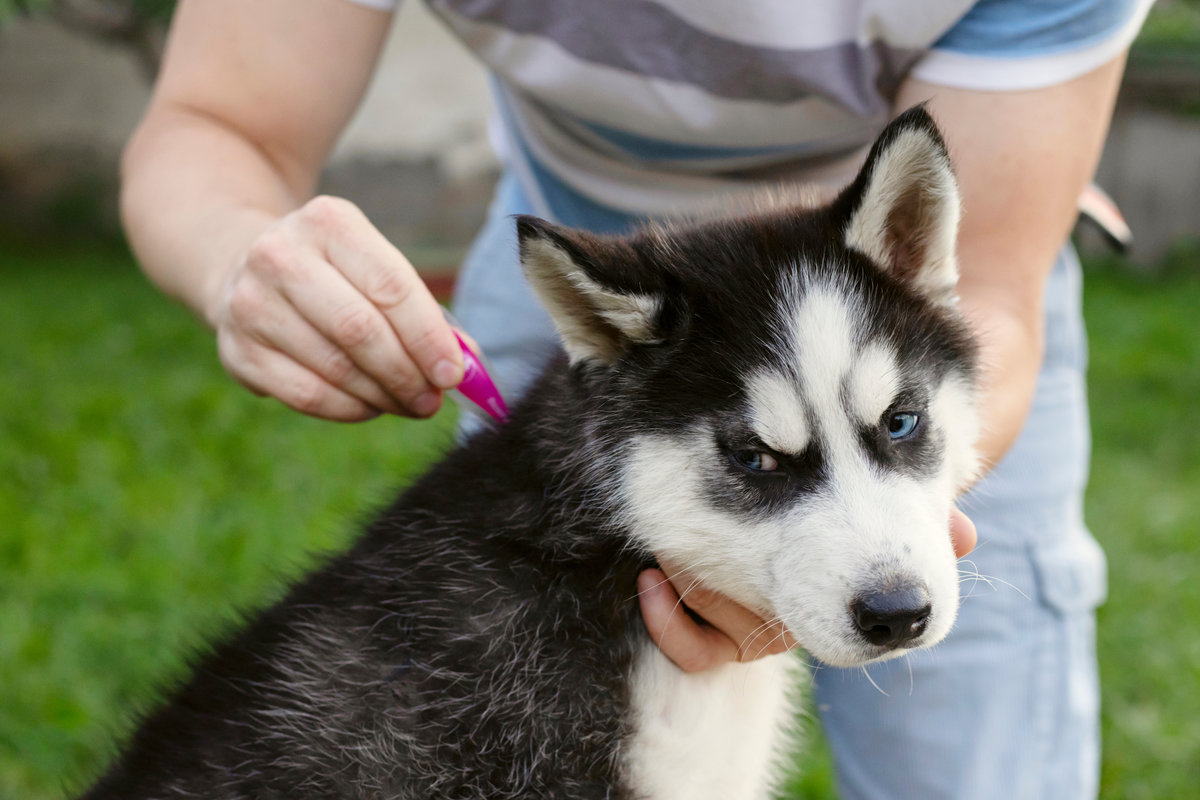 Close up of man dripping a parasite remedy on the withers of his dog. Tick and flea prevention for a purebred Husky dog