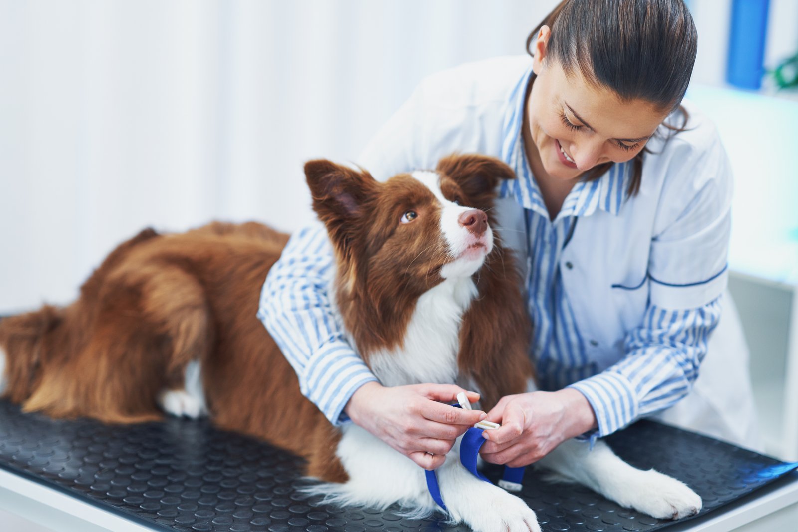 Dog visiting the veterinarian for a behavioral and anxiety evaluation