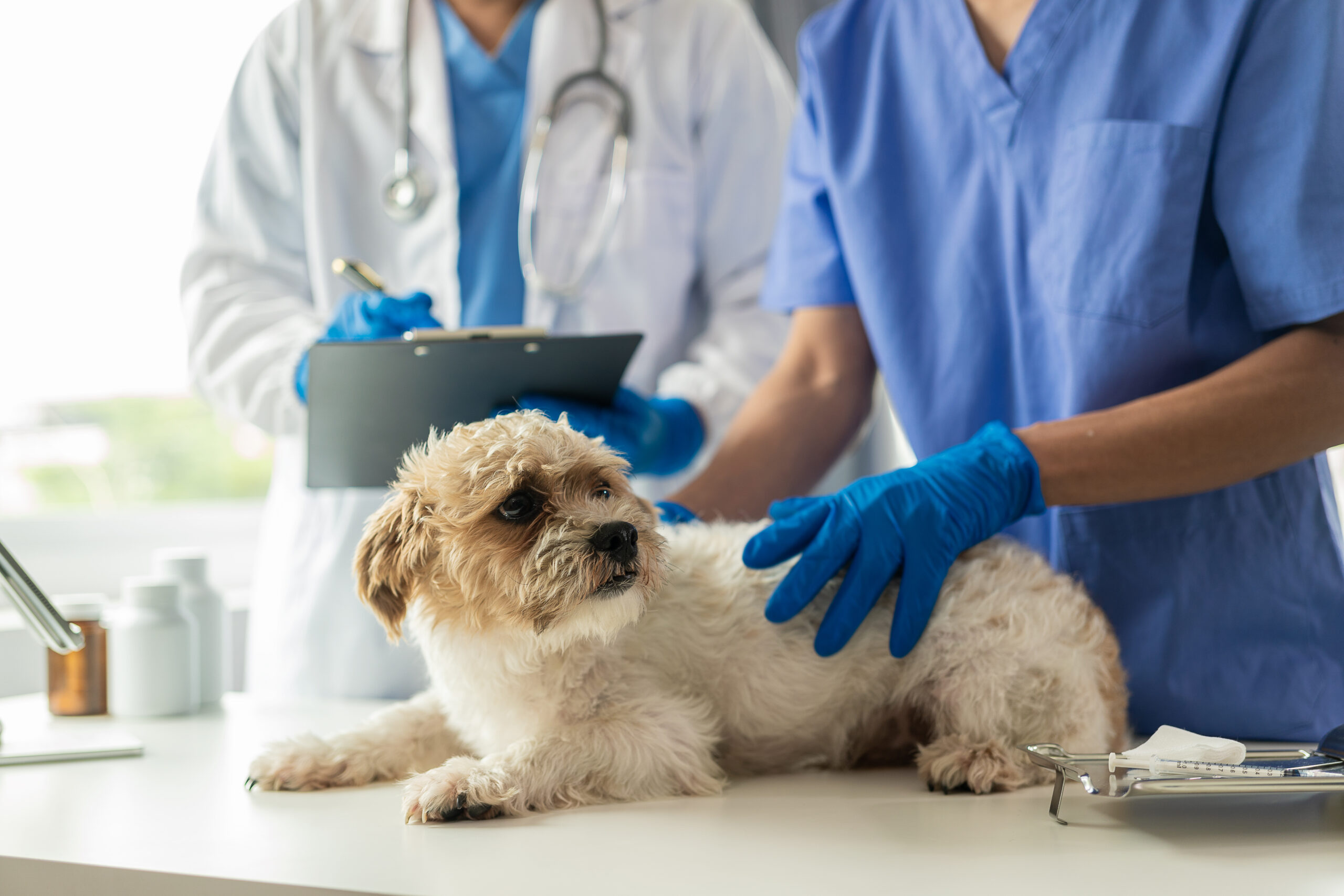 Veterinarian examining a small shih tzu dog on an exam table